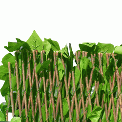 Φυλλωσιά κισσός GRASHER 1x2m με διπλό φύλλωμα και ξύλινη πέργκολα στην πίσω όψη σε ανοιχτό πράσινο