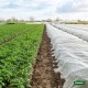 Αντιπαγωτικό ύφασμα για την προστασία φυτών από το κρύο διαστάσεων 1,5x10m GRASHER