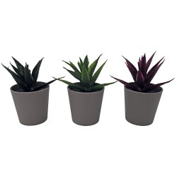 Γλαστράκι Νο 23 με φυτό για διακόσμηση του εσωτερικού και εξωτερικού χώρου διαστάσεων 6x9cm