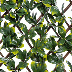 Φράκτης με Bayberry για τοίχο διαστάσεων 100x200cm