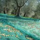 Δίχτυ ελαιοσυλλογής σε πράσινο χρώμα με κρίκους 100gr/m² διαστάσεων 5x8m GRASHER